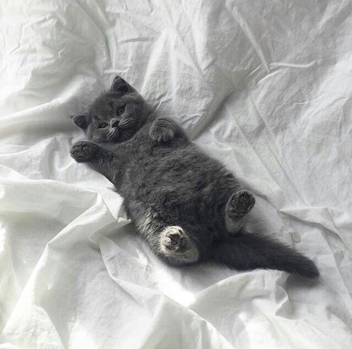 Модные коты