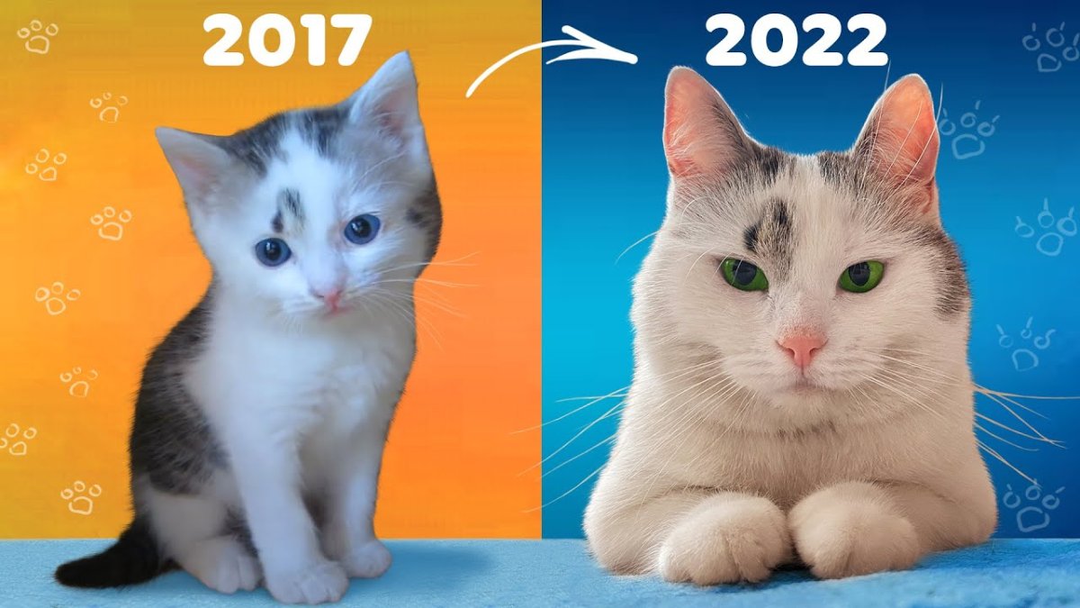 Анука давайка пранки