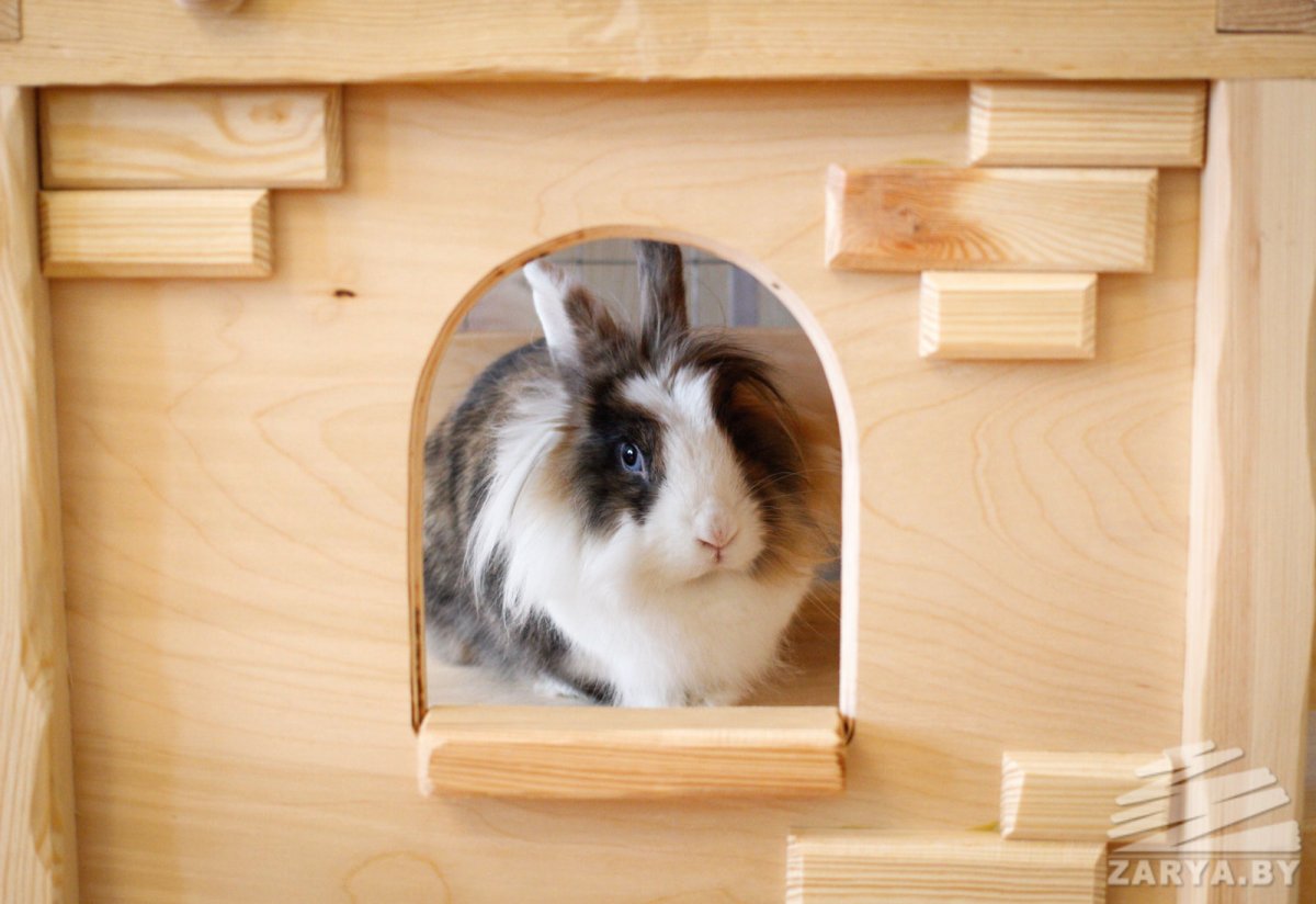 Кавайные котята