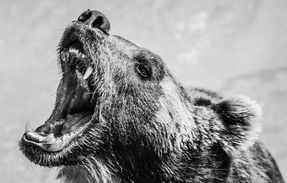 Медведь рычит