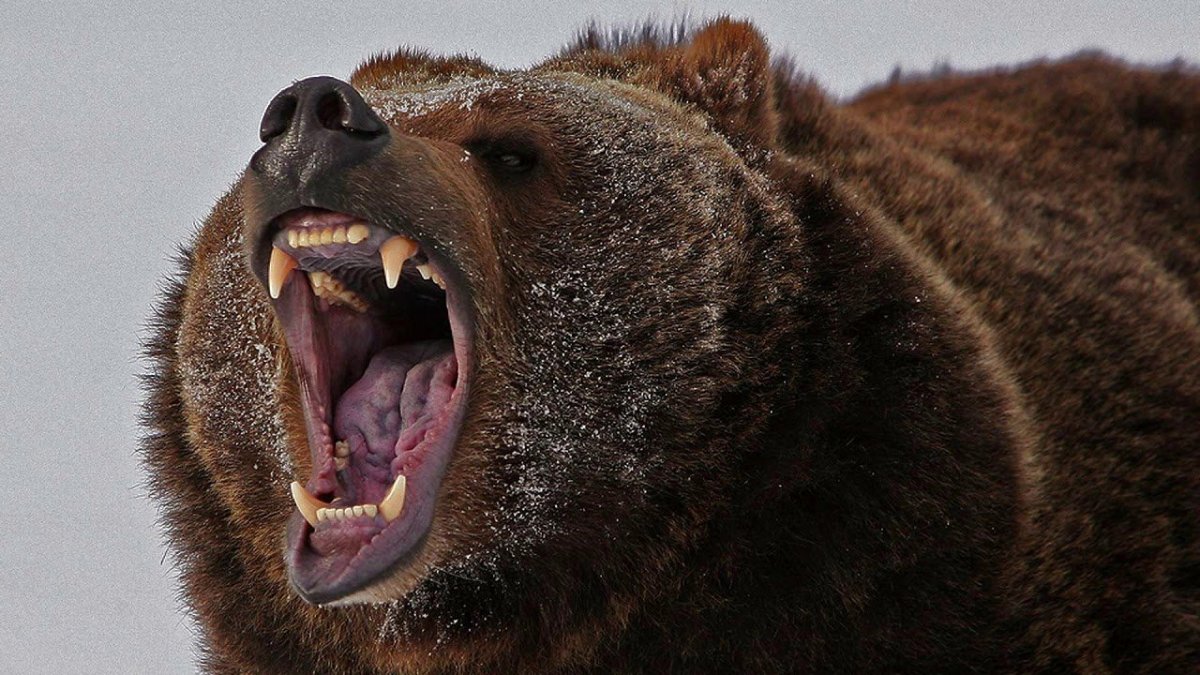 Медведь в ярости