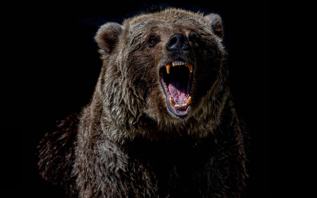 Медведь Гризли злой