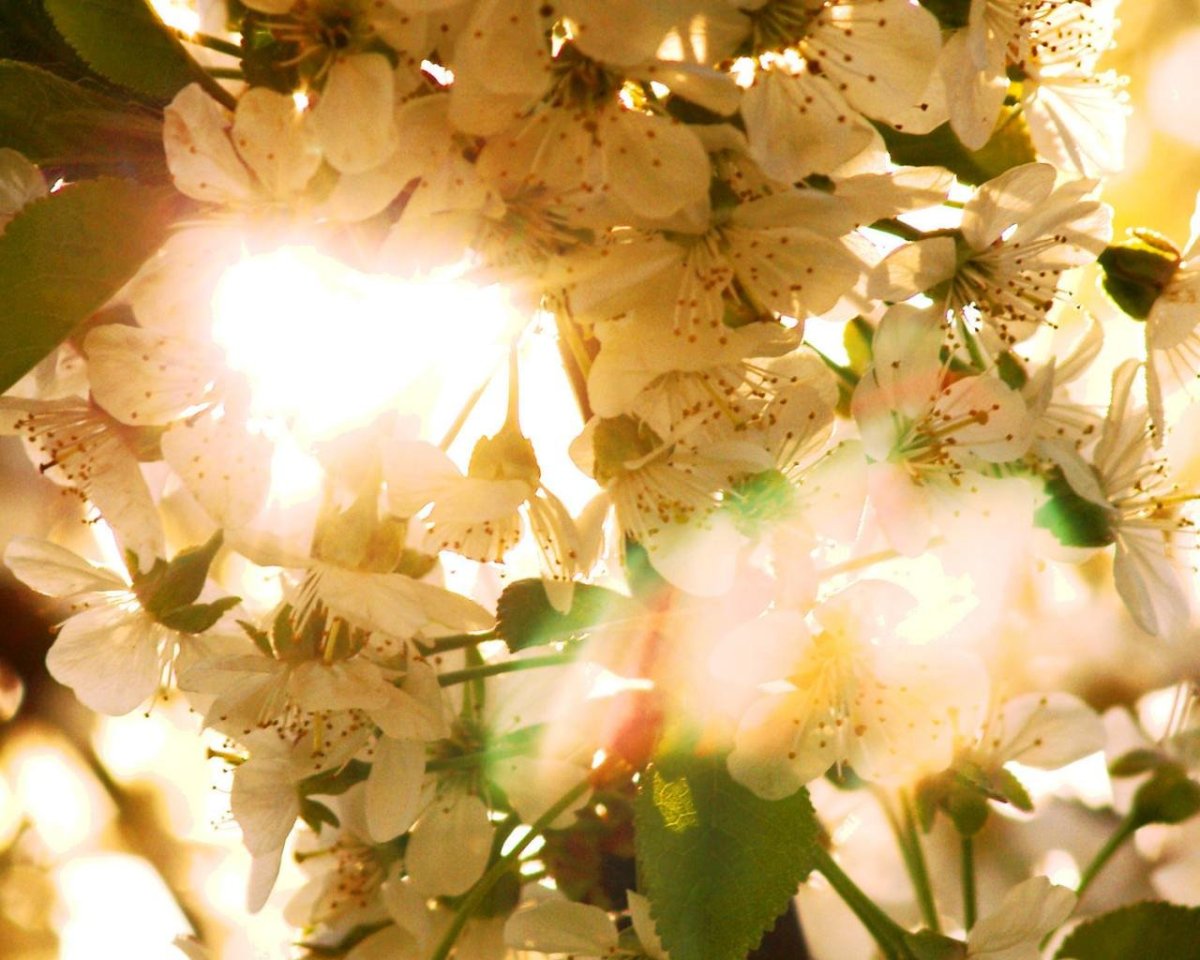 Весна солнце