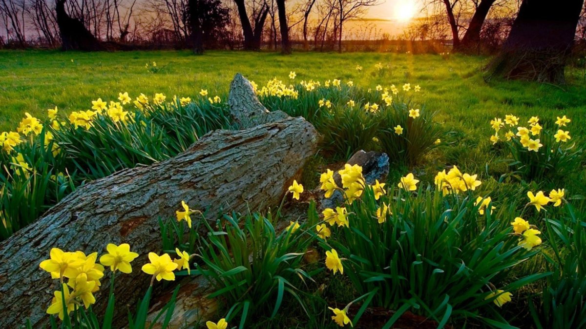 Солнечное лето