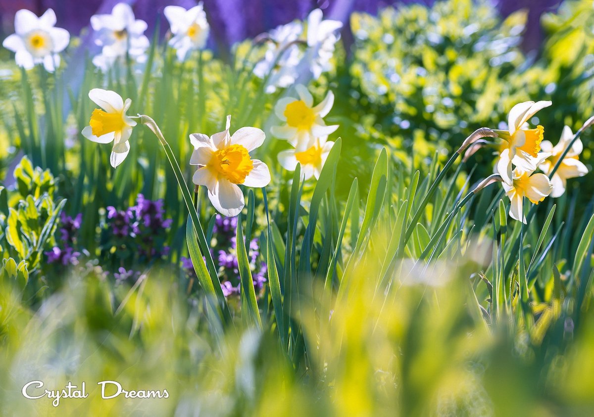 Цветы в лучах солнца