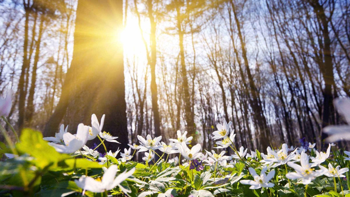 Весна солнце цветы