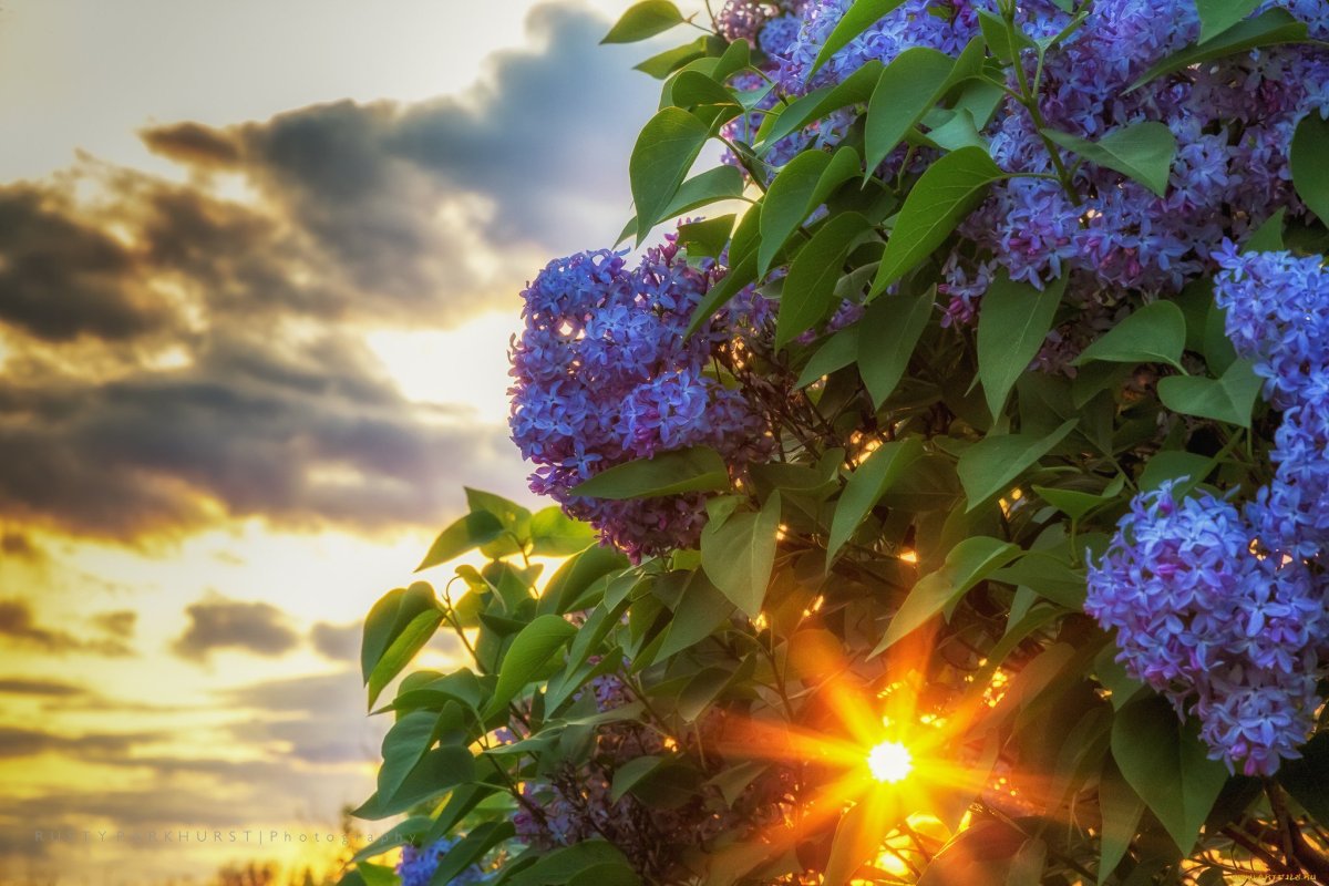 Весенние цветы крокусы