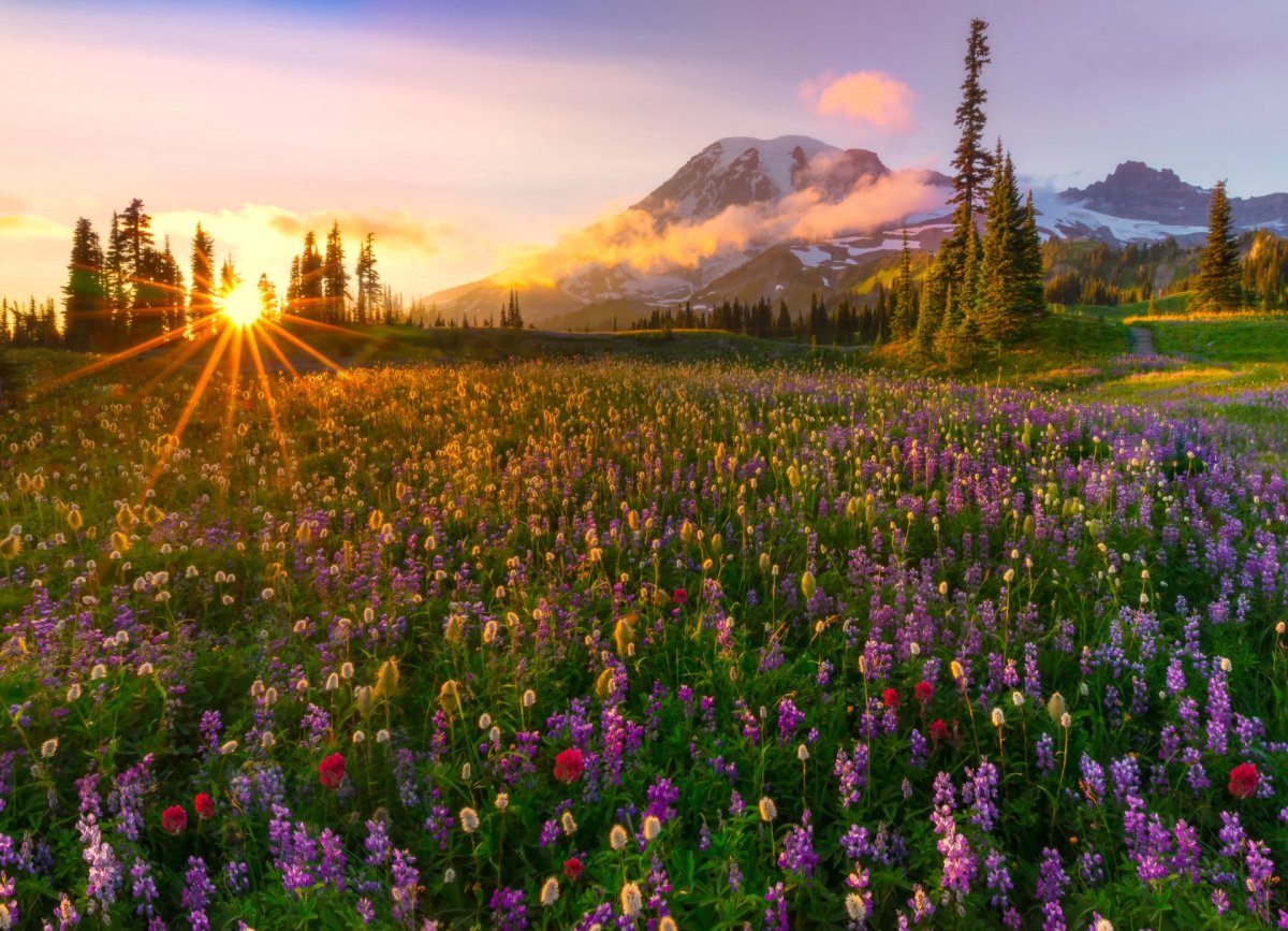 Роса на полевых цветах