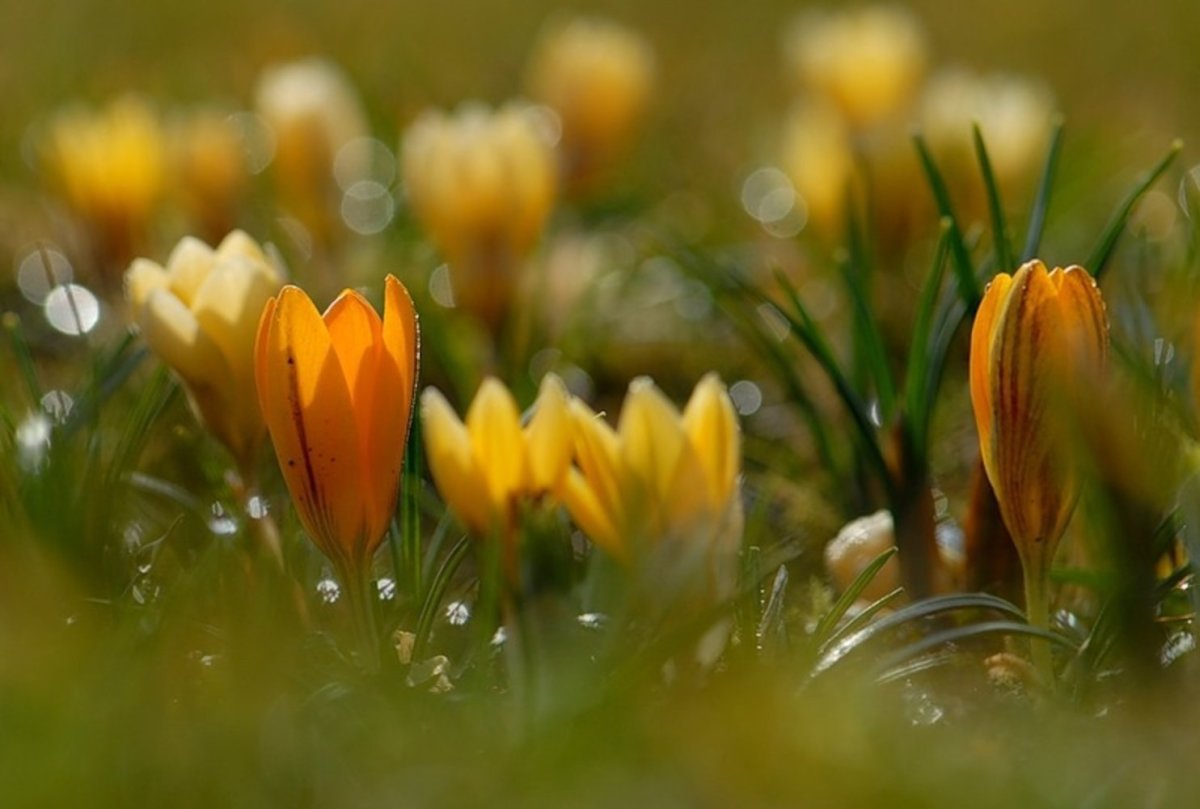 Ветка на закате