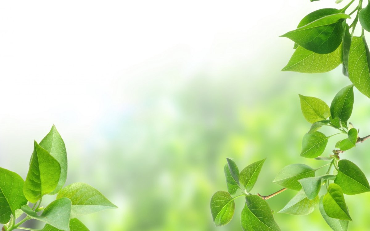 Зеленые листья фон