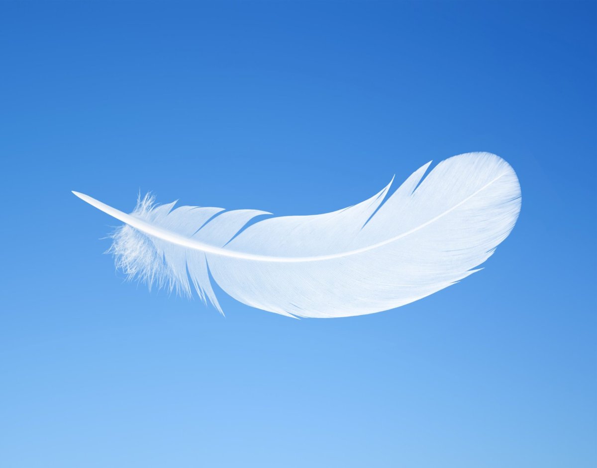 Перо на голубом фоне
