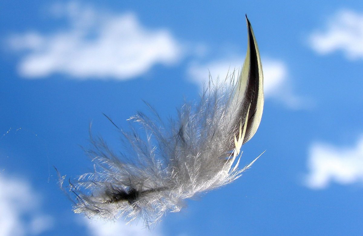 Перо акварель