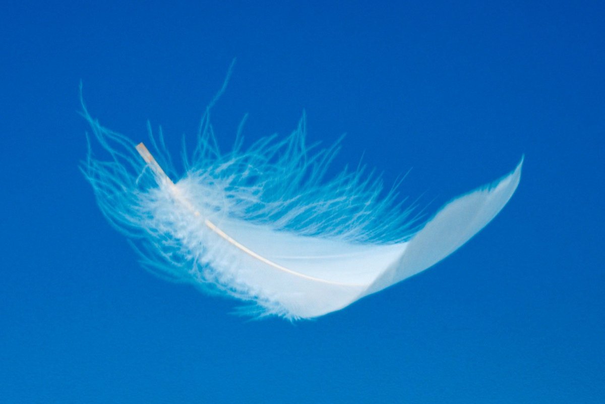 Перышко на голубом фоне