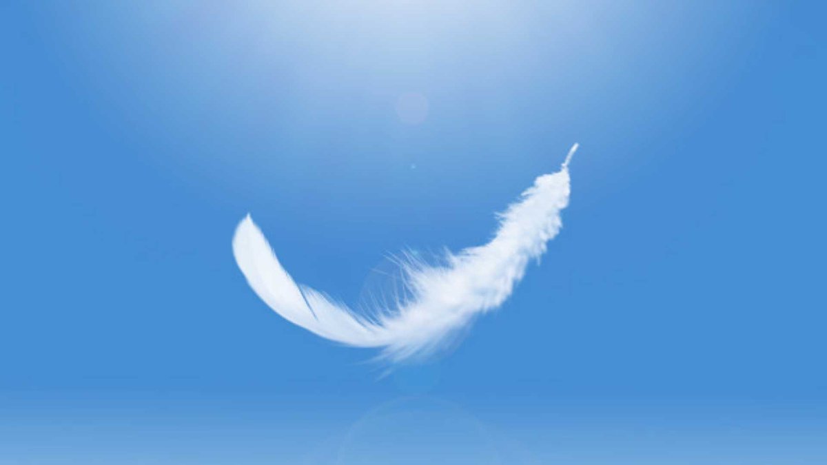 Перо на прозрачном фоне