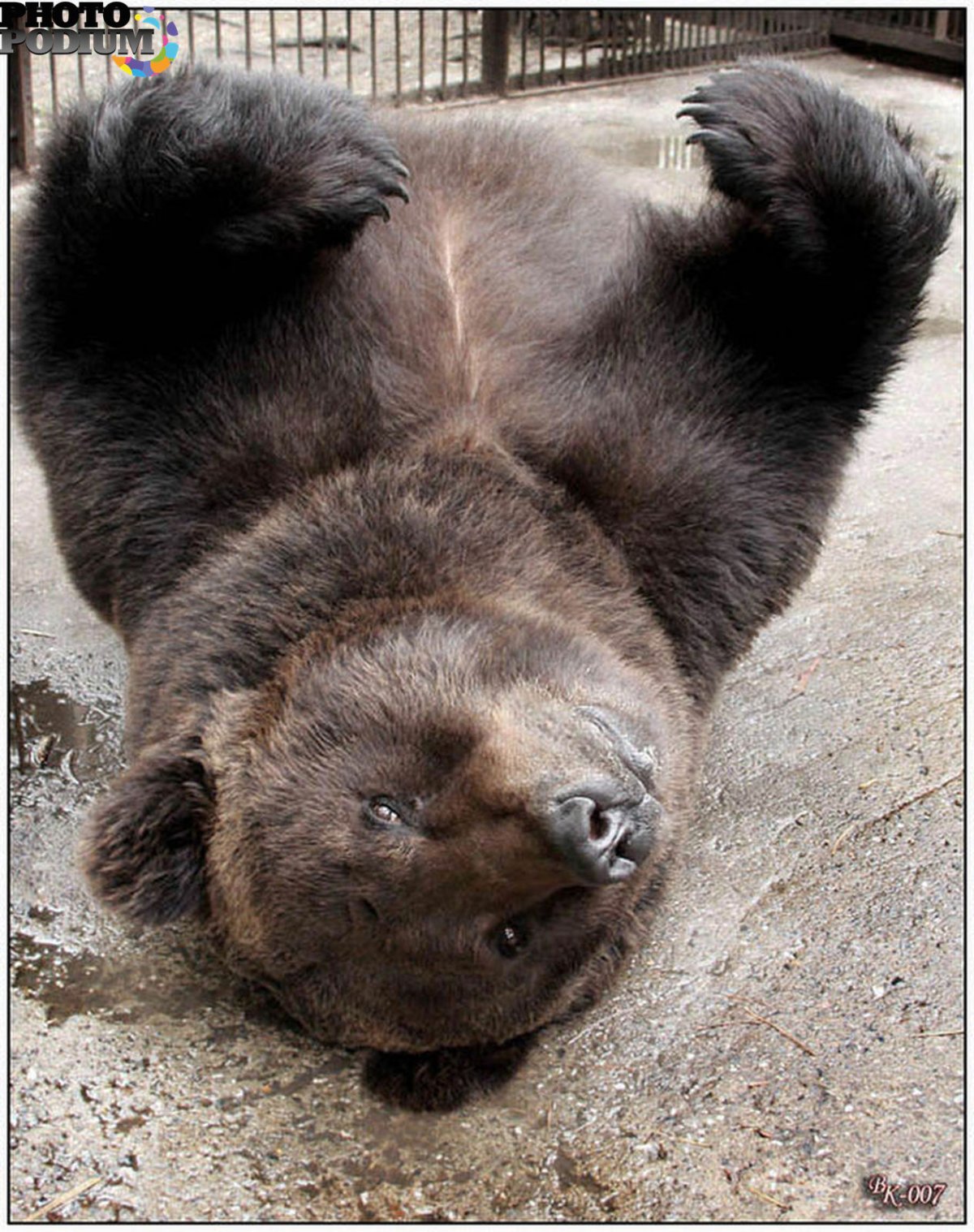 Уронили мишку на пол фото