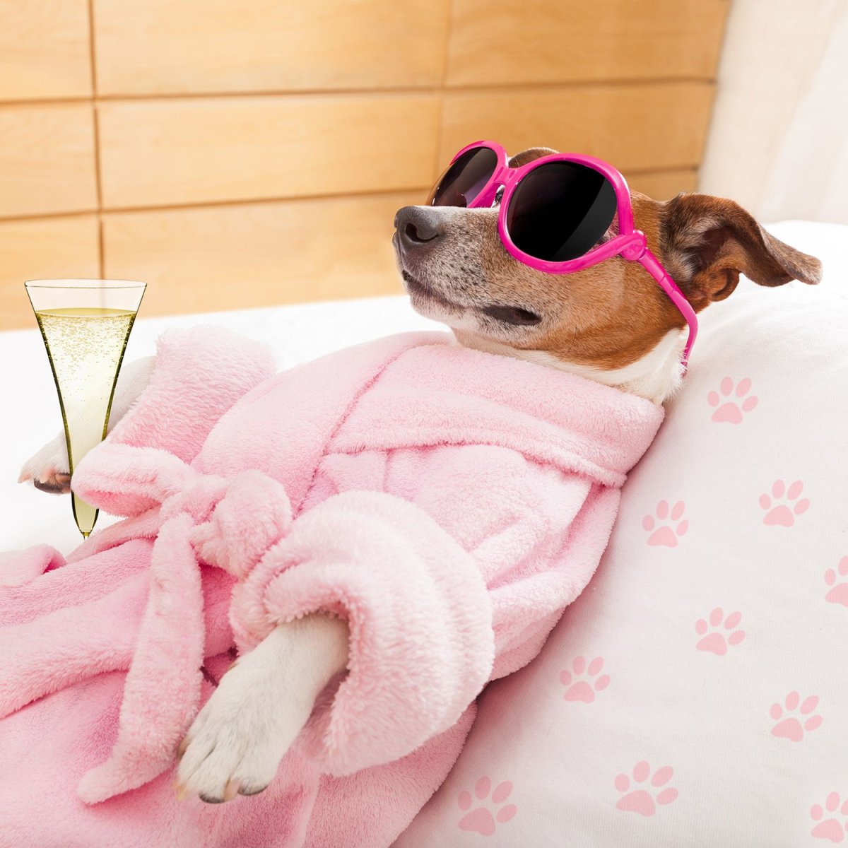 Щенок в халате