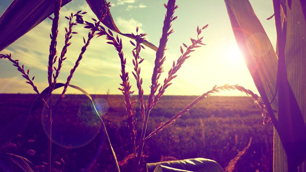 Абрикосовое дерево в Японии