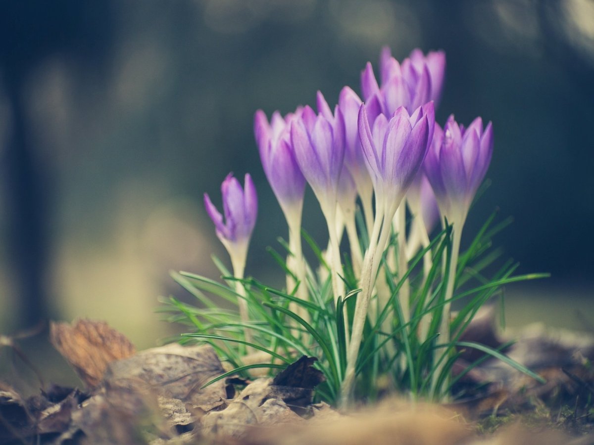 Тусклые цветы