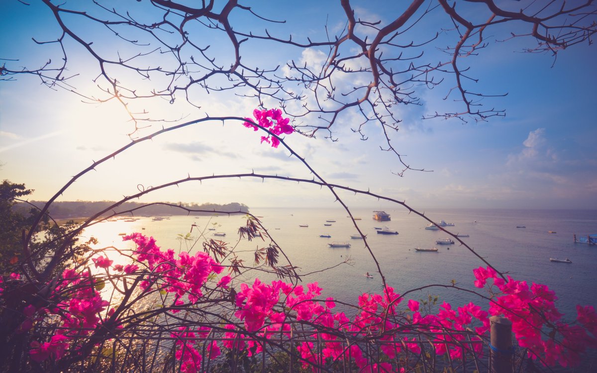 Нежные обои на телефон