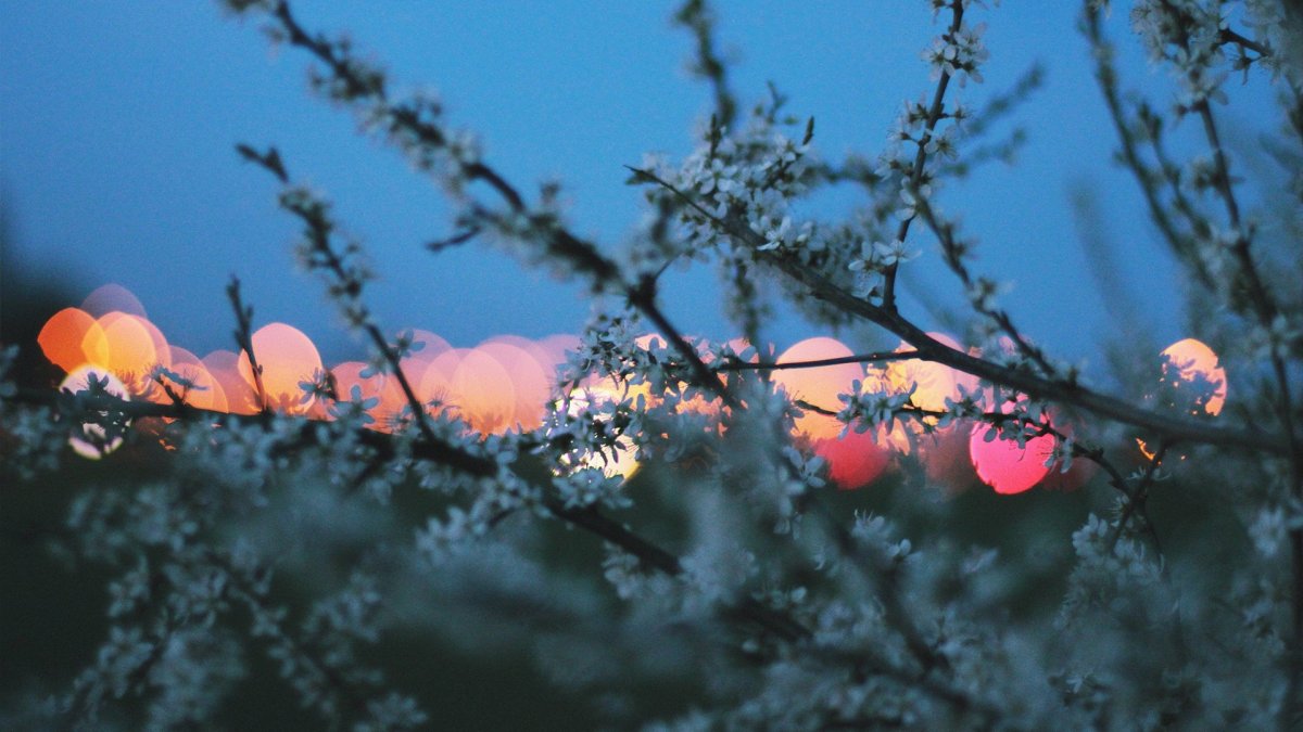 Черри блоссом цветок