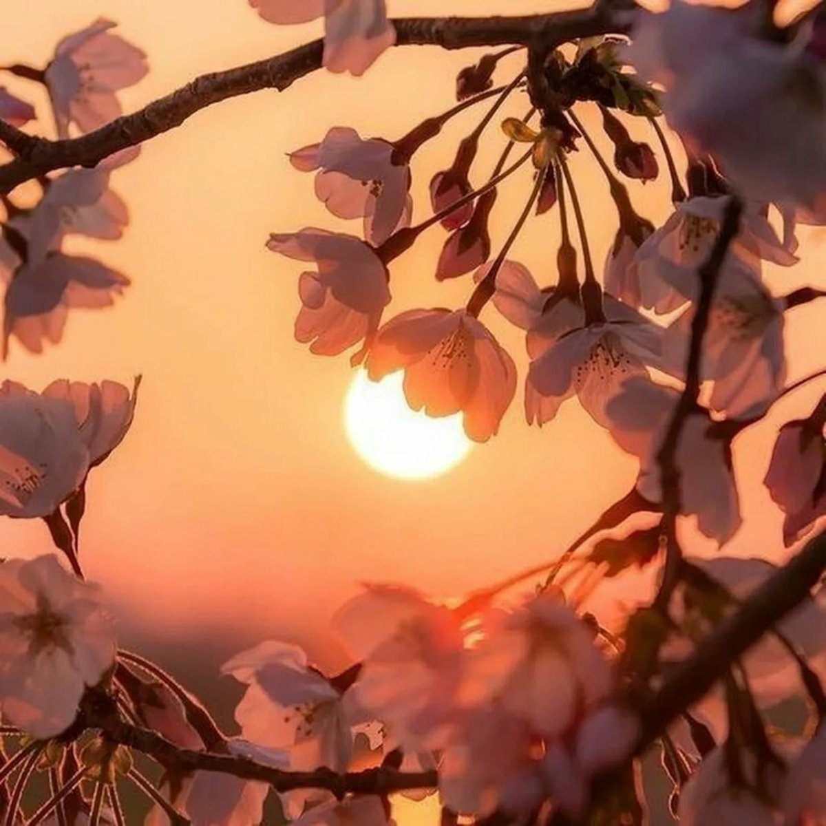 Весна солнце