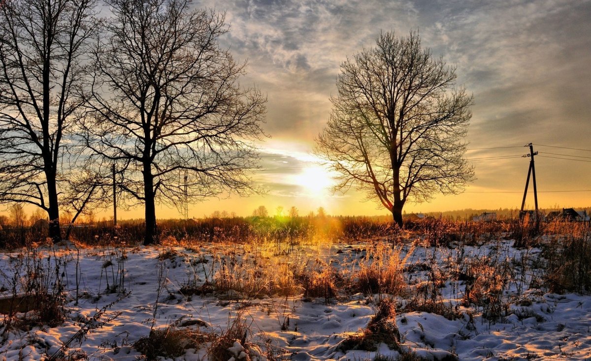 Цветы на рассвете