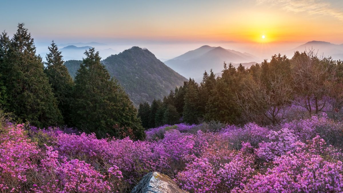 Цветы горы Кармель