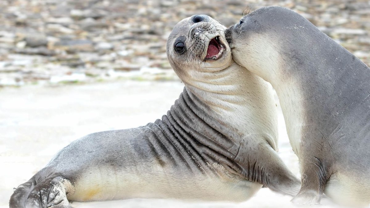 Морские котики обнимаются