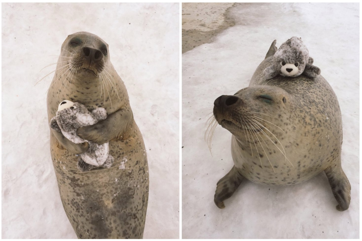 Приколы про морских котиков