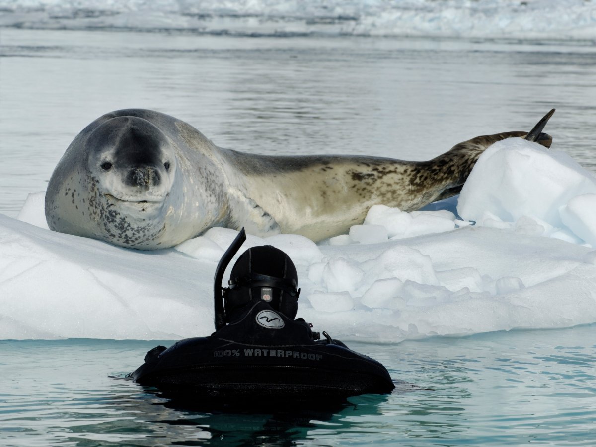 Пол Никлен Полярная одержимость