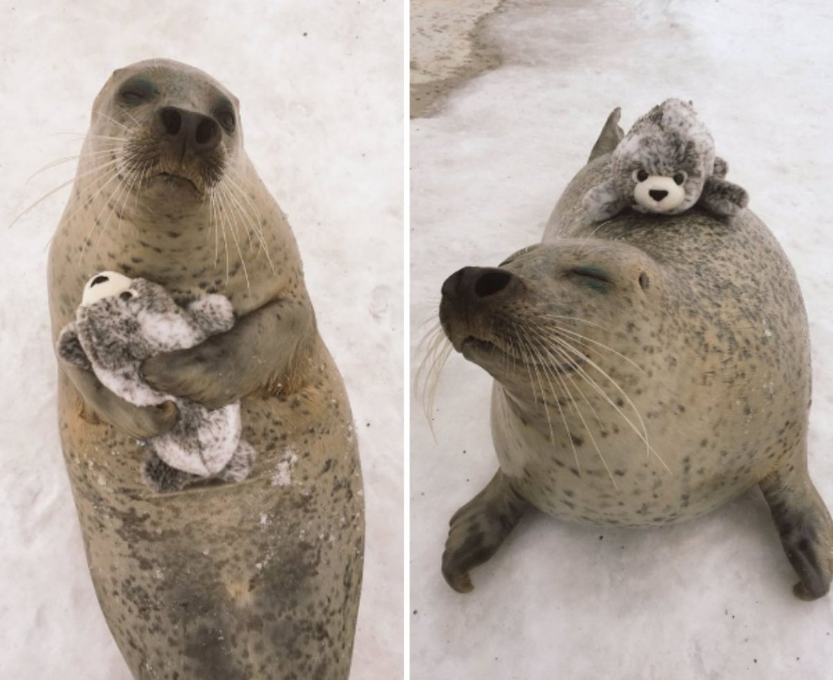 Милый морской котик толстый