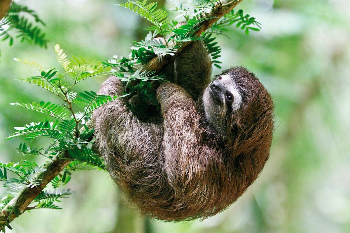 Карликовый трехпалый Ленивец