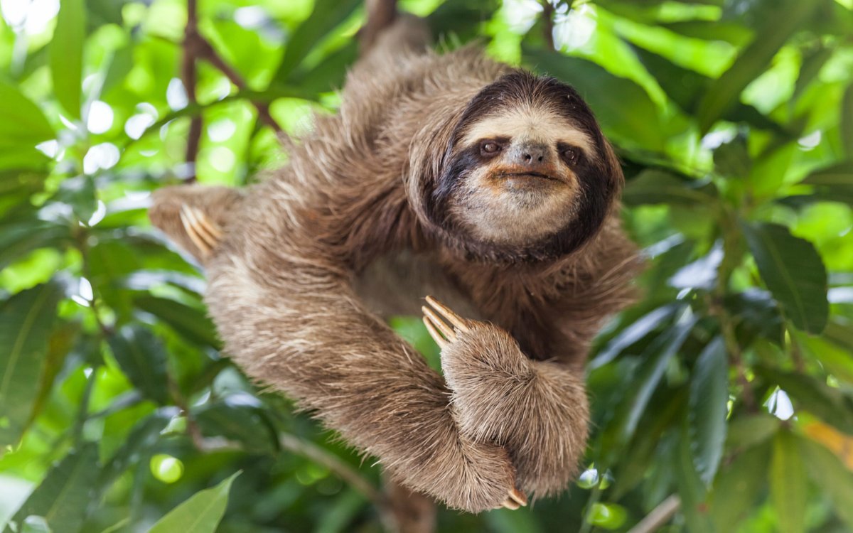 Ошейниковый Ленивец