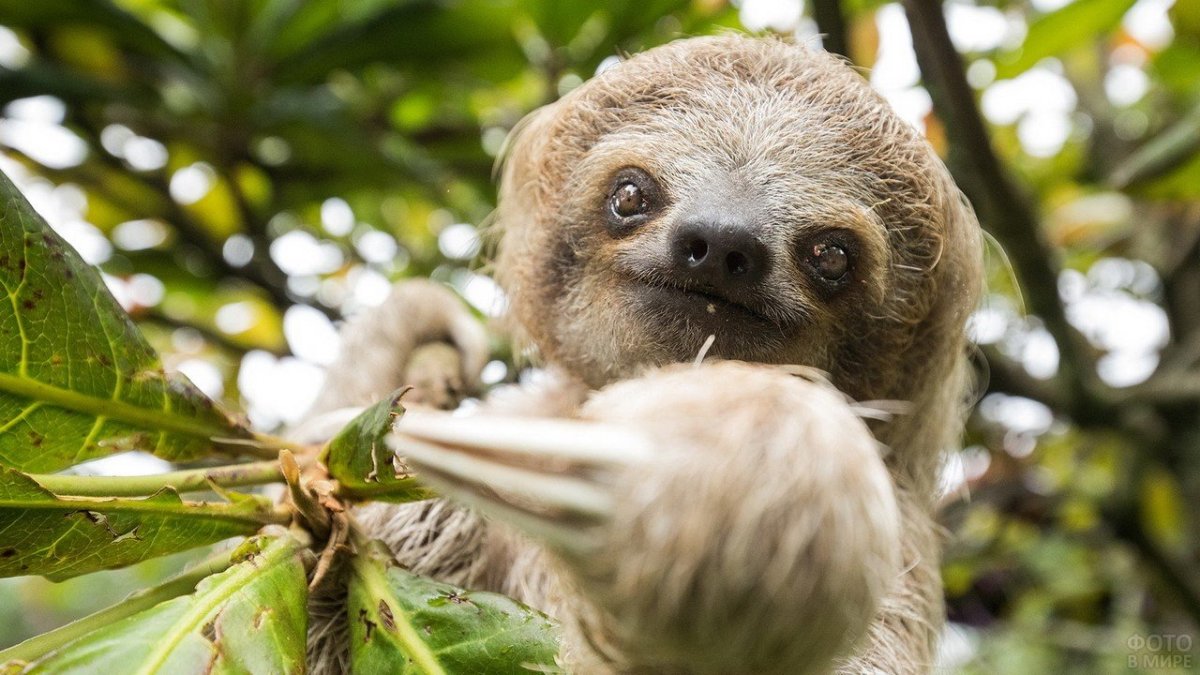 Ленивцы неполнозубые