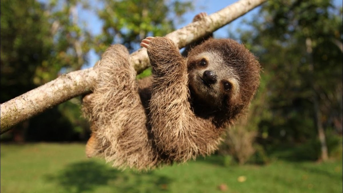 Ленивец на рабочий стол