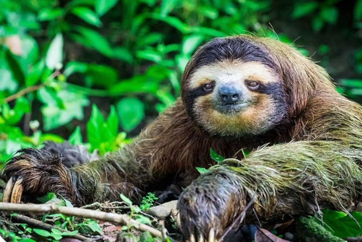 Ленивец красивый