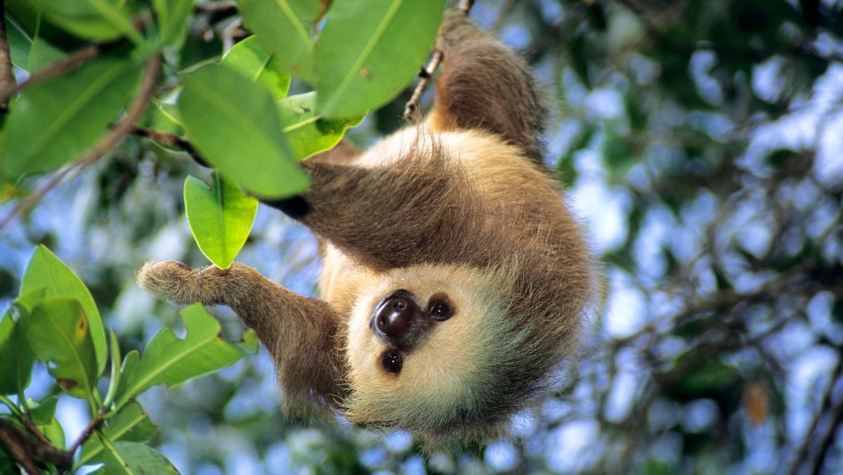 Ленивый Ленивец