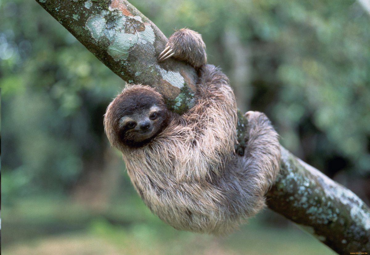 Ошейниковый Ленивец