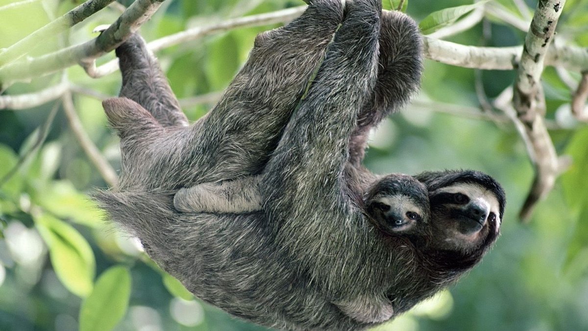 Ленивец обои