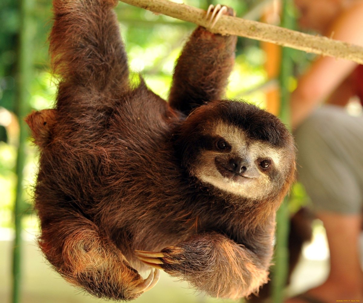 Карликовый трехпалый Ленивец