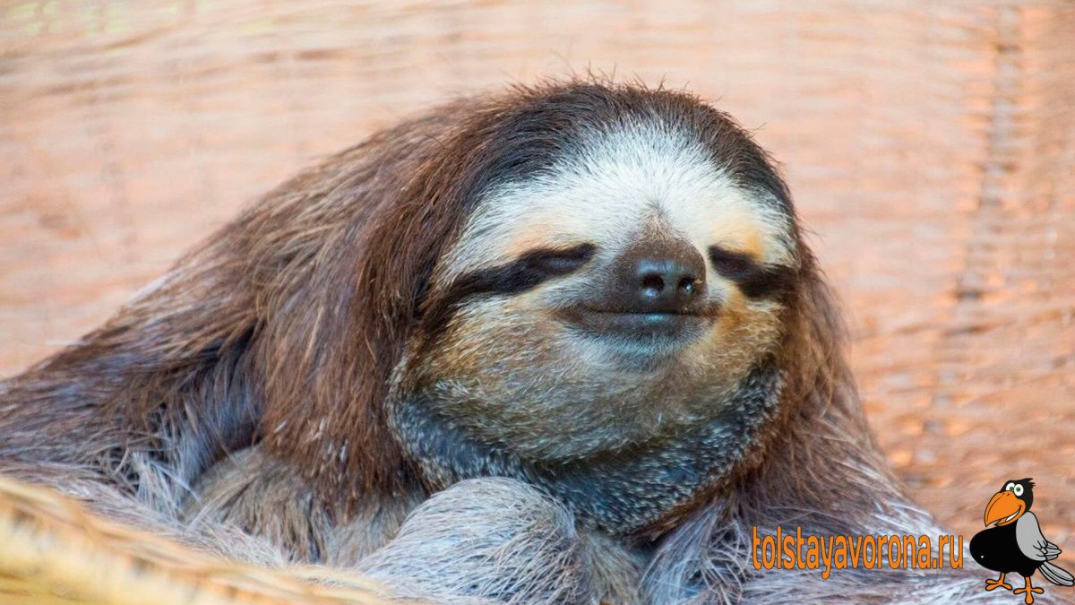 Карликовый трехпалый Ленивец