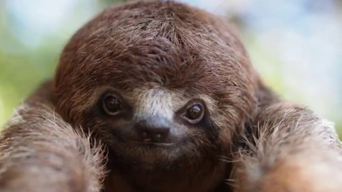 Ошейниковый Ленивец