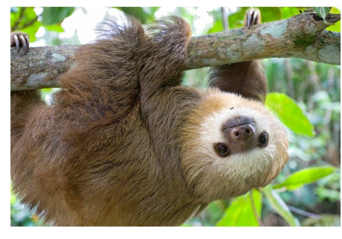 Карликовый трехпалый Ленивец