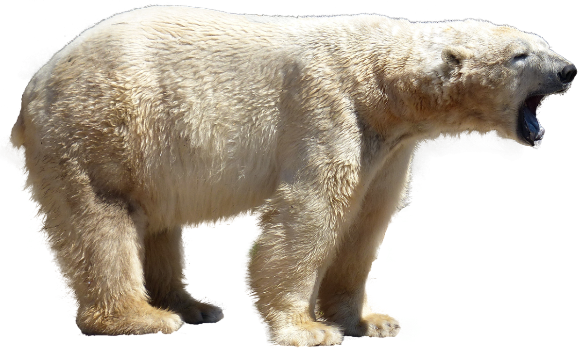 Белый медведь на белом фоне