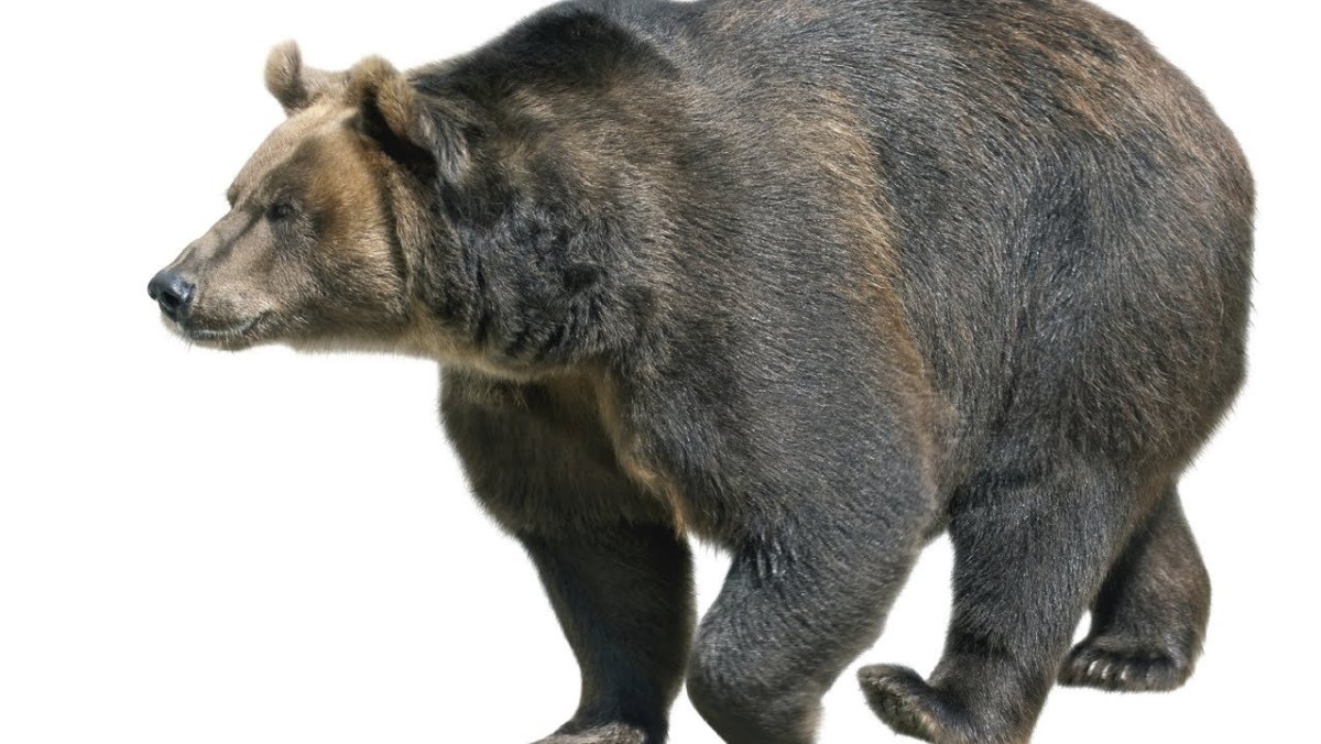 Медведь на белом фоне