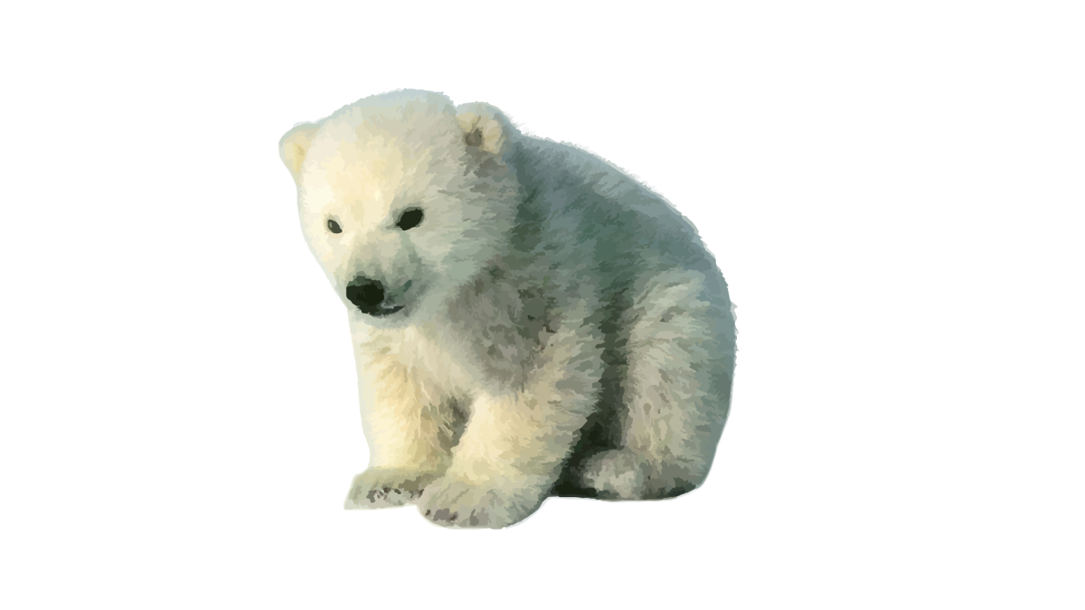 Белый медведь на белом фоне