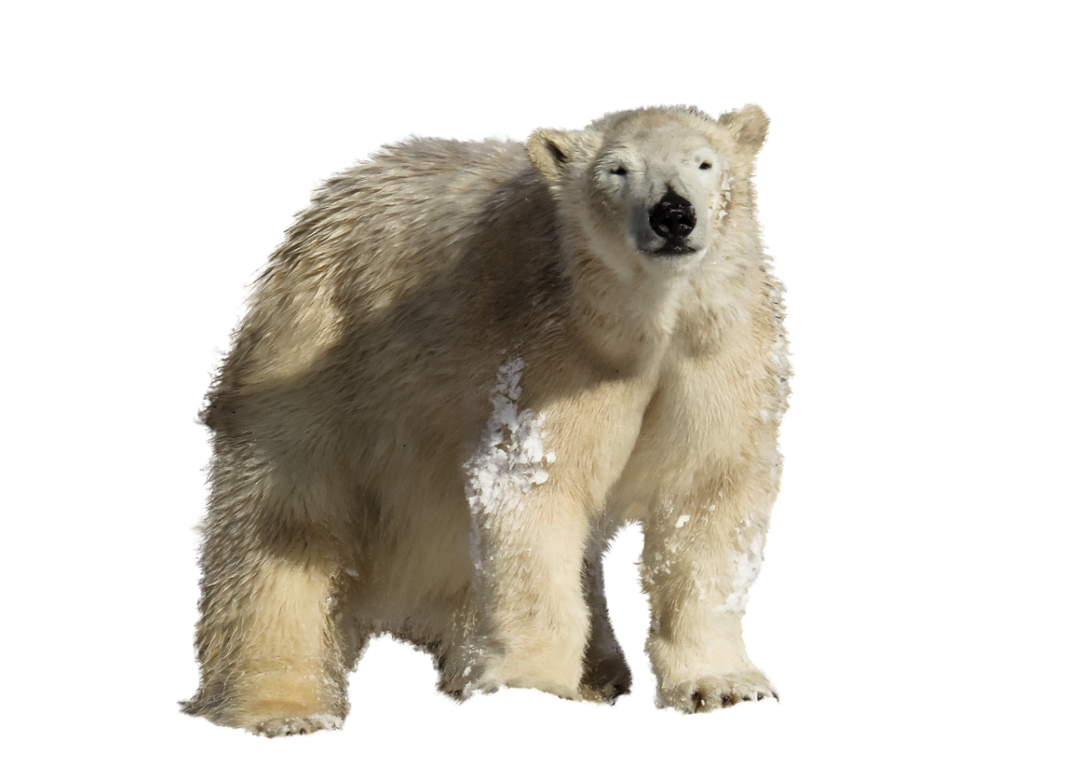 Белый медведь на белом фоне