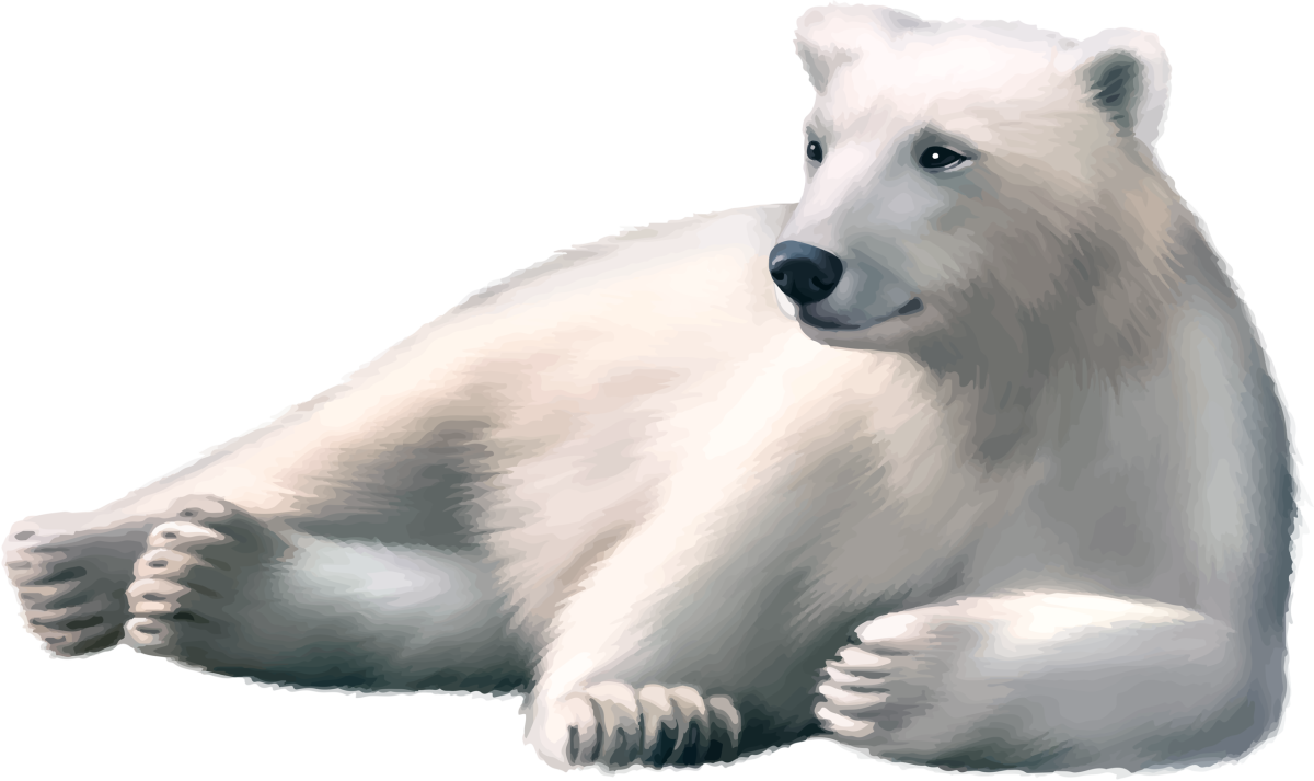 Белый медведь на прозрачном фоне