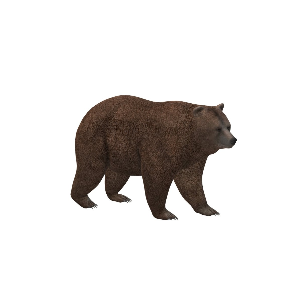 Медведь на белом фоне