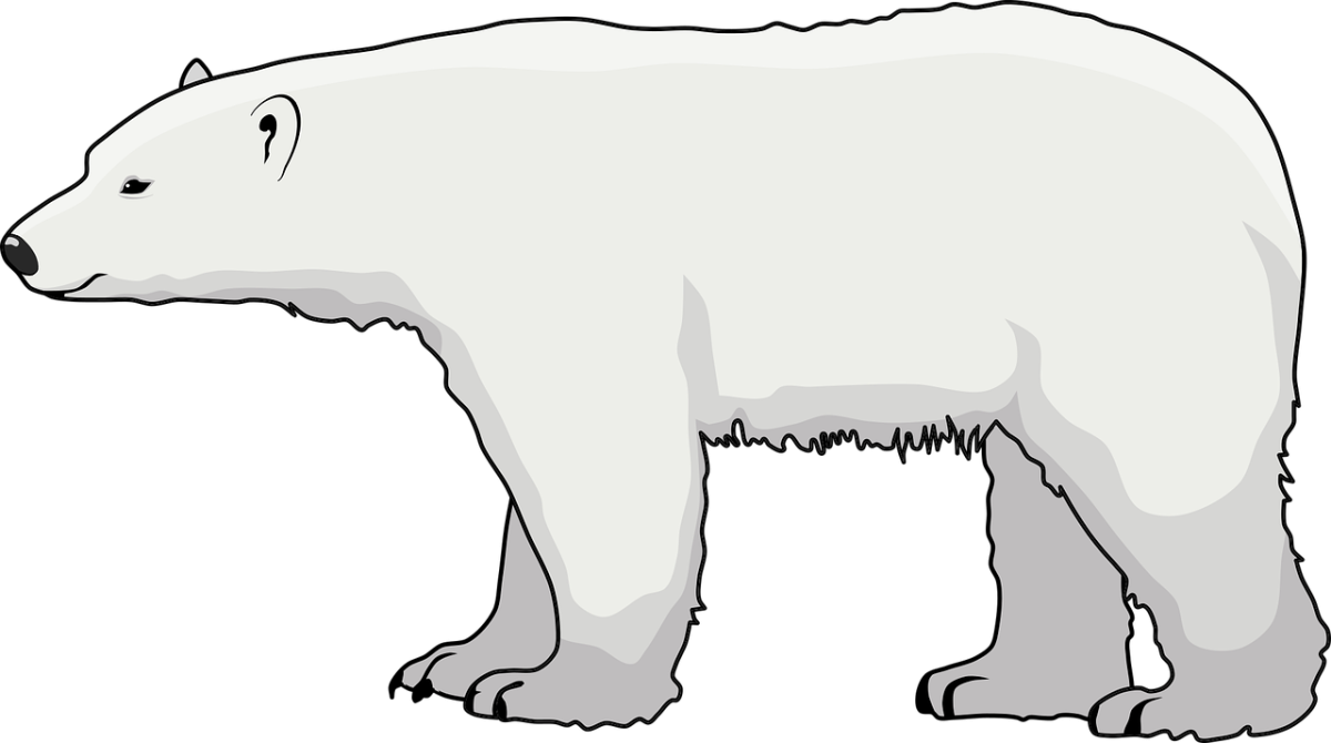 Медведь картинка на прозрачном фоне